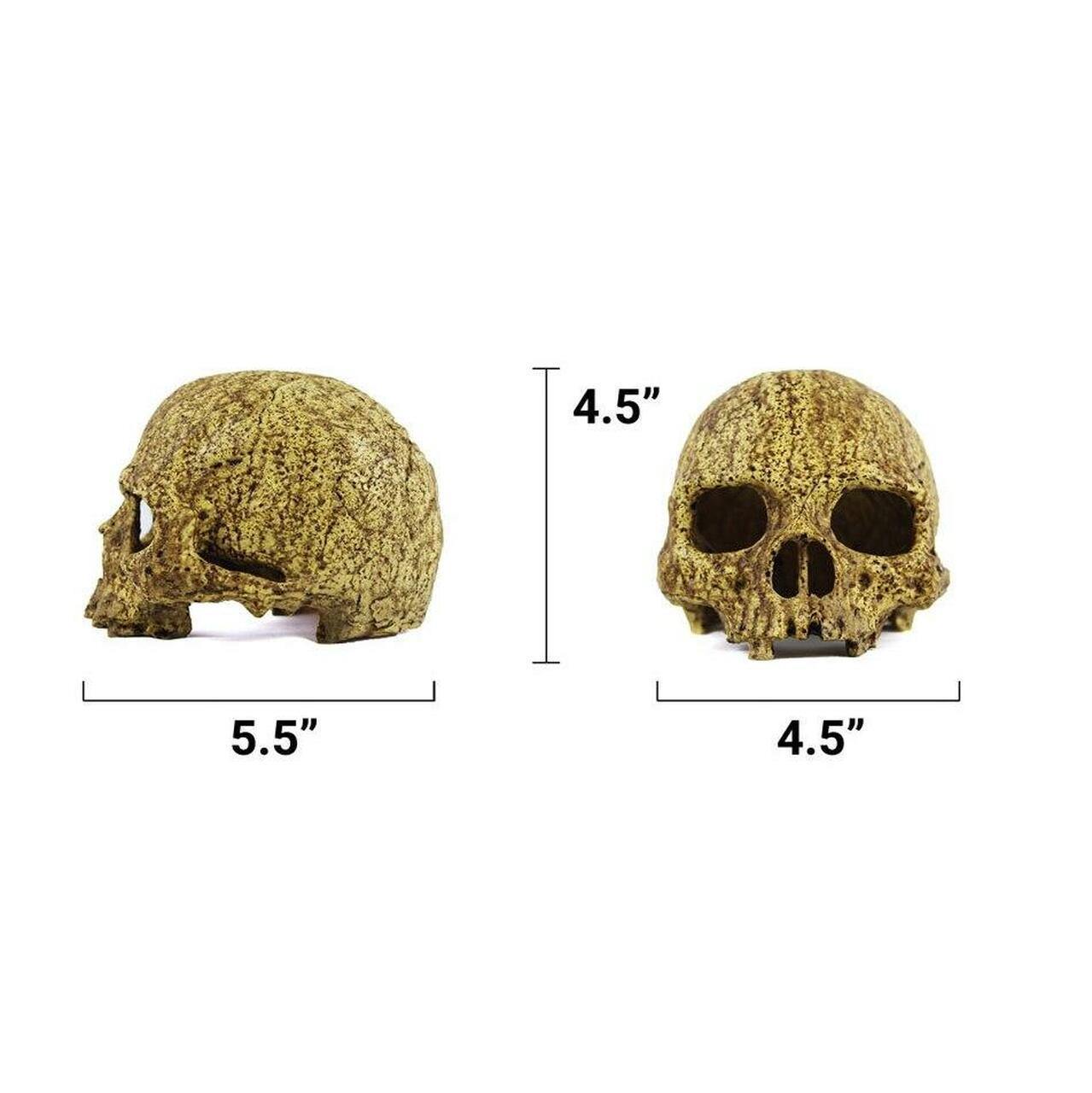 Pangea Human Skull Cave