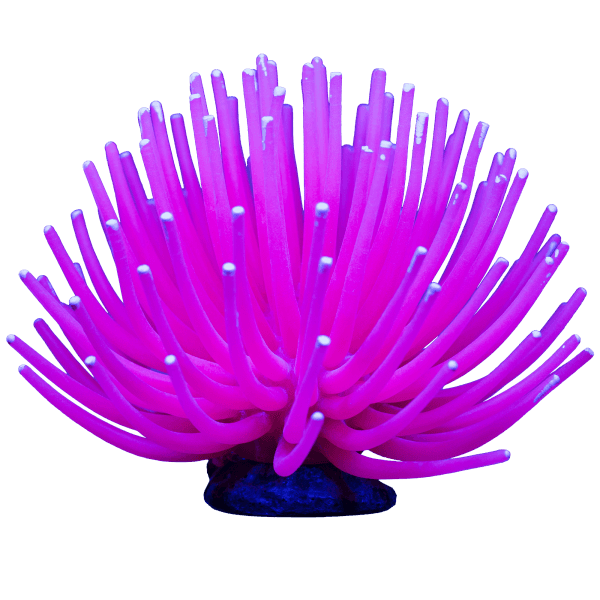 Tetra GloFish Anemone - Tank Pets