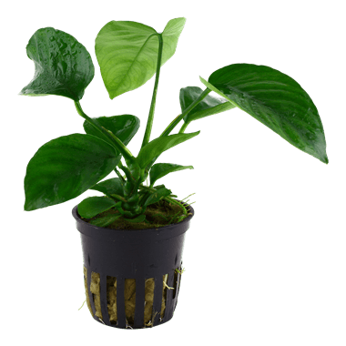 Tropica Blister Pack - Anubias barteri caladiifolia