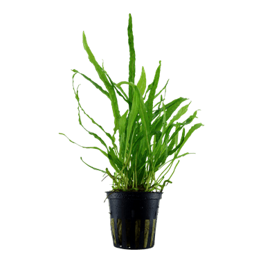 Tropica Blister Pack - Microsorum pteropus 'Narrow'