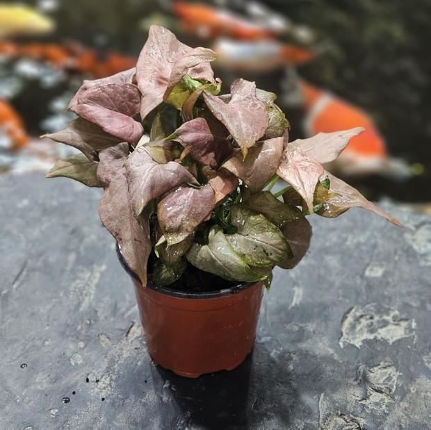 Syngonium | Arrowhead Plant | 4" Pot