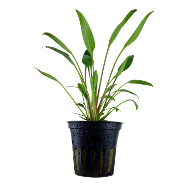 Tropica Blister Pack - Cryptocoryne x willisii