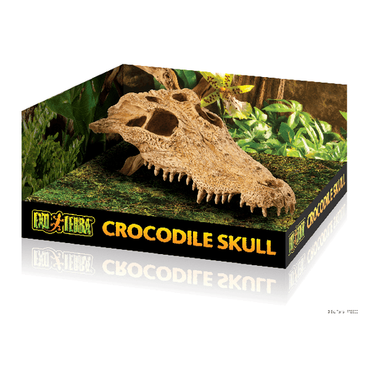 Exo Terra Crocodile Skull