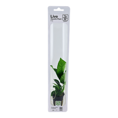 Tropica Blister Pack - Anubias barteri caladiifolia