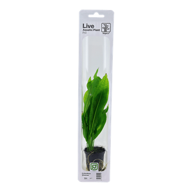 Tropica Blister Pack - Echinodorus grisebachii 'Bleherae'