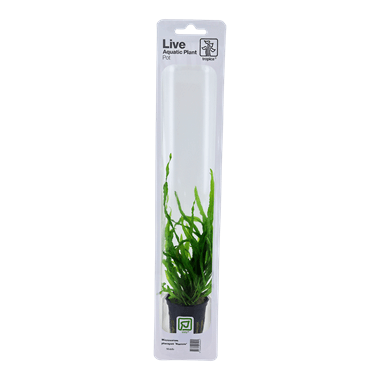 Tropica Blister Pack - Microsorum pteropus 'Narrow'