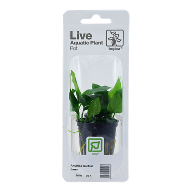 Tropica Blister Pack - Anubias barteri var. nana