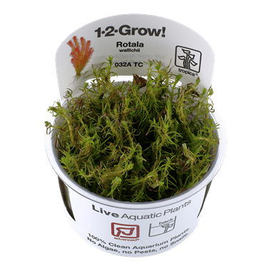 1-2-Grow! Rotala wallichii