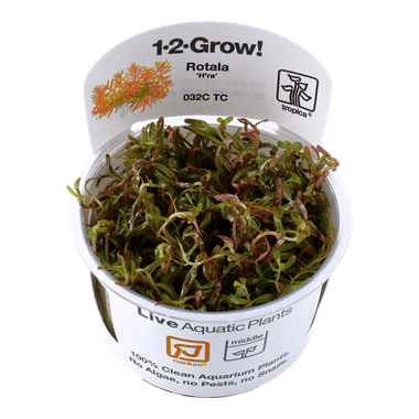 1-2-Grow! Rotala rotundifolia 'H'ra'