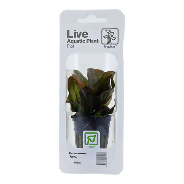 Tropica Blister Pack - Echinodorus 'Reni'