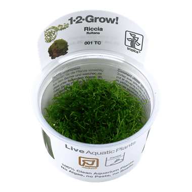 1-2-Grow! Riccia fluitans