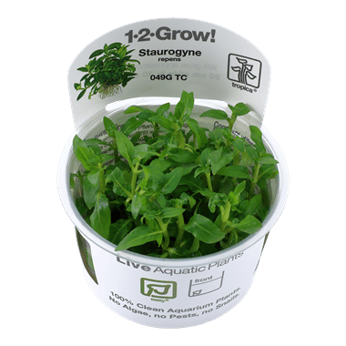 1-2-Grow! Staurogyne repens