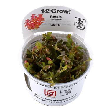 1-2-Grow! Rotala macrandra