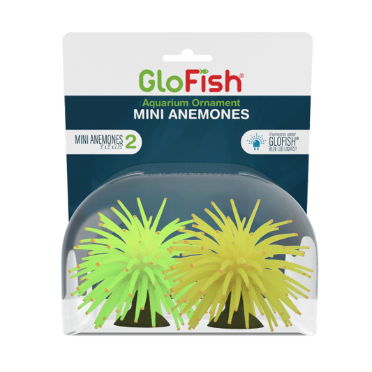 Tetra GloFish Anemone - Tank Pets