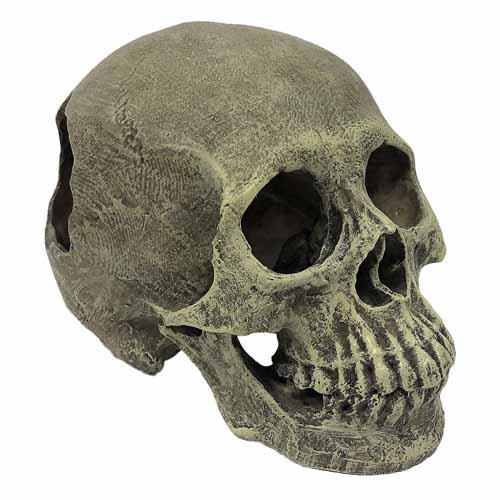 Komodo Human Skull Ornament