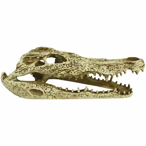 Komodo Alligator Skull Ornament