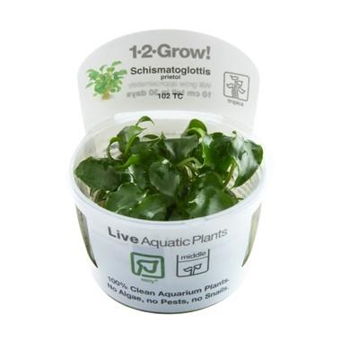 1-2-Grow! Schismatoglottis prietoi