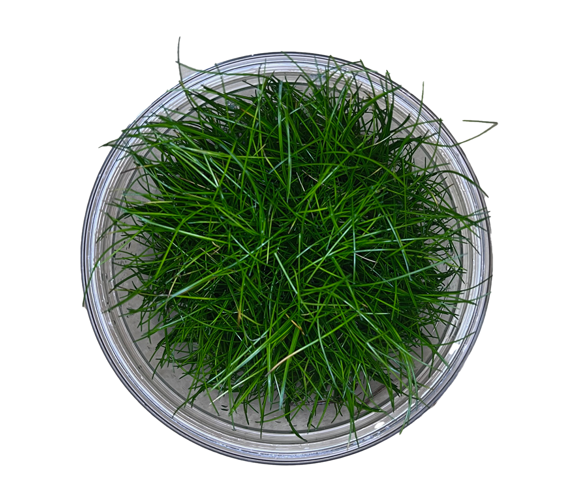 Eleocharis acicularis Tissue Culture