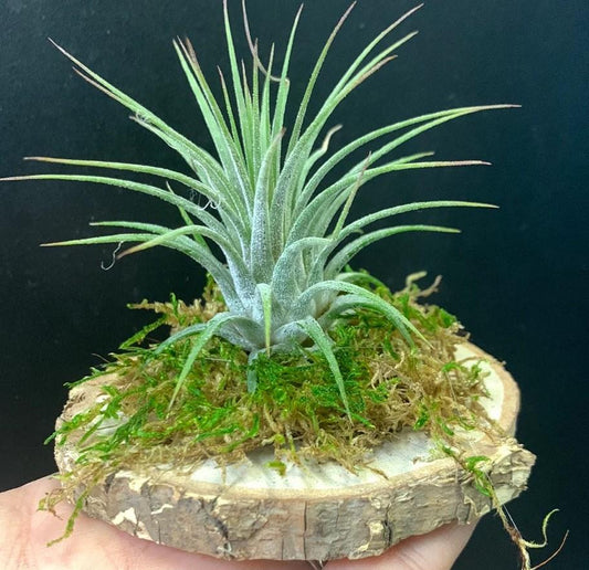 Assorted Tillandsia on Birch Disk