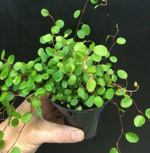 Muehlenbeckia axillaris | Wire Vine | 4" Pot