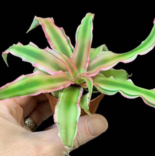 Cryptanthus bivitattus | Assorted | 2" Pot