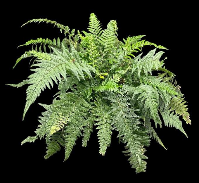 Polystichum tsussimense | Korean Rock Fern | 5" Pot