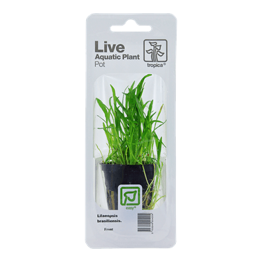 Tropica Blister Pack - Lilaeopsis brasiliensis