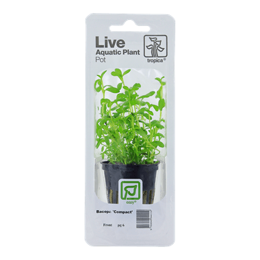 Tropica Blister Pack - Bacopa monnieri 'Compact'