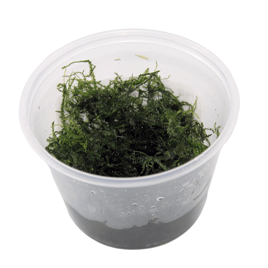 Tropical Fish Imports Moss - Cupped