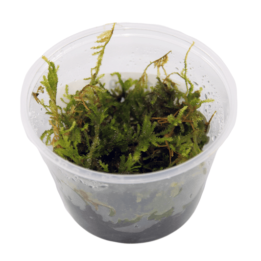 Tropical Fish Imports Christmas Moss - Cupped